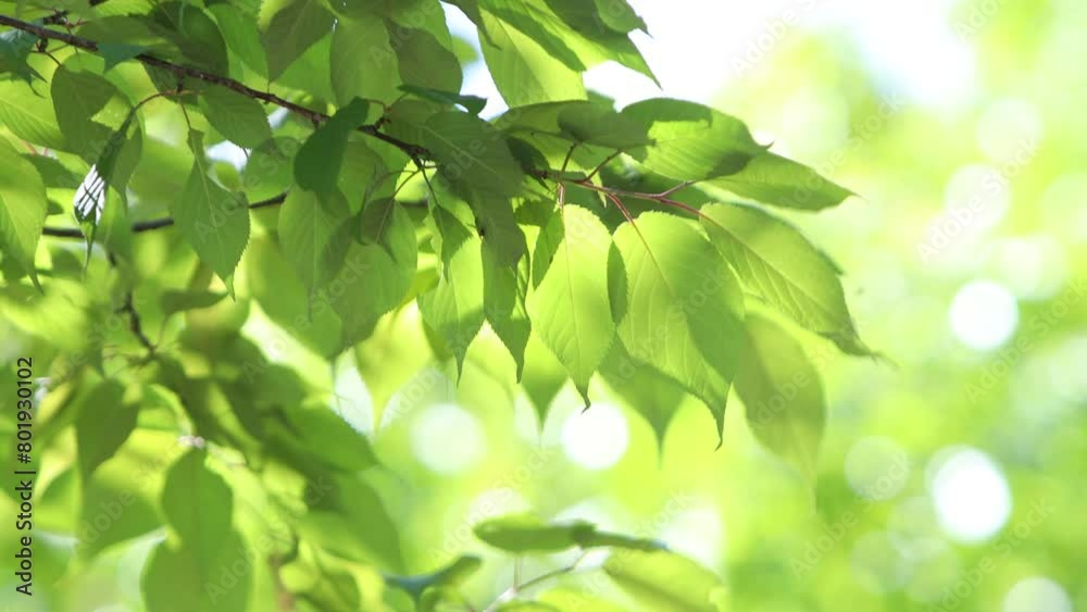 春風に揺れる桜の若葉のクローズアップ 春風に揺れる桜の若葉のクローズアップ