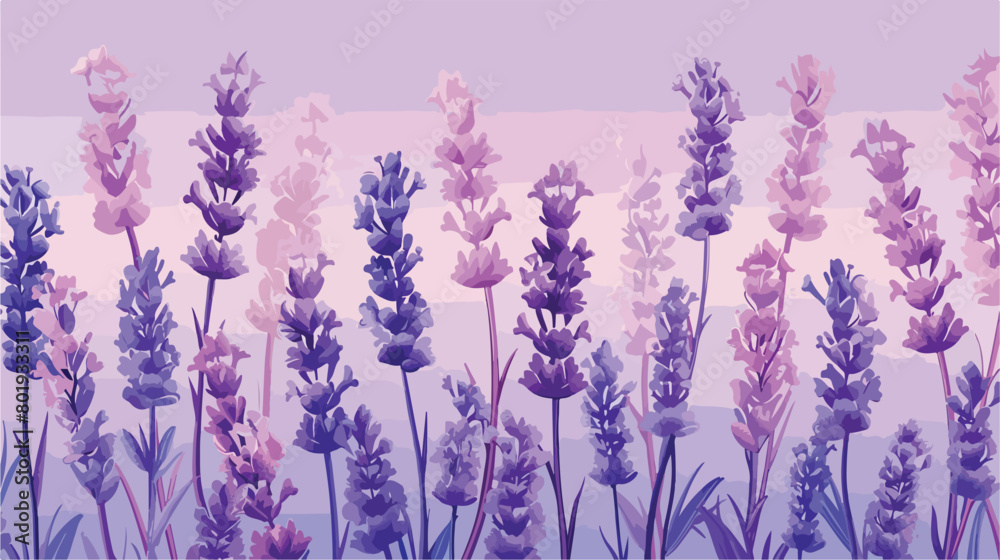 Beautiful lavender flowers on color background Vector