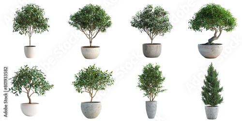 Set of tree pot png mockup in 3d without backoground png for decoration. © Sun