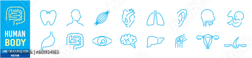 Human Body Line Editable stroke Icons set. Human internal organ. Medical Specialties. Icon collection vector. 