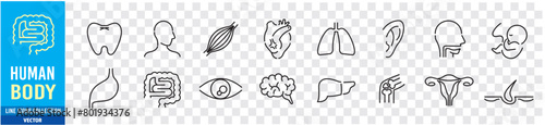 Human Body Line Editable stroke Icons set. Human internal organ. Medical Specialties. Icon collection vector. 