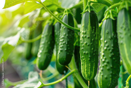 Cucumbers cultivated in a modern greenhouse.  