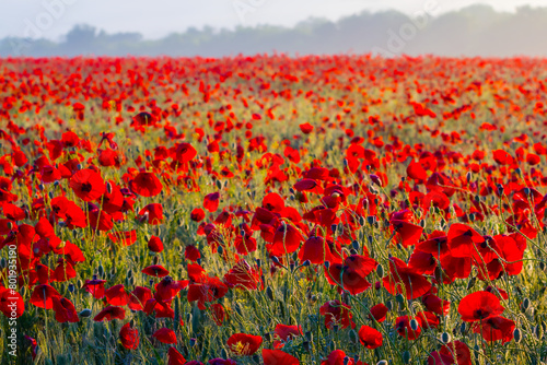 wide field with red poppy flowers at the early morning