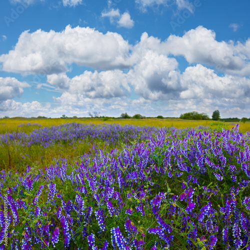 summer prairie with wild flowers under cloudy sky