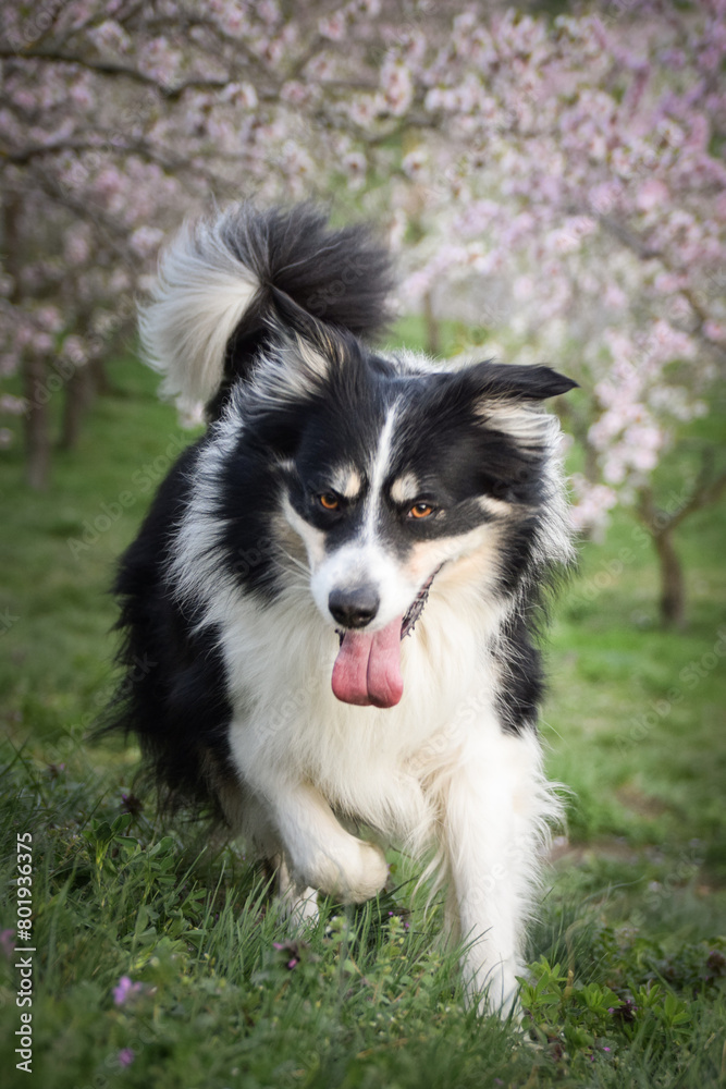 Spring photo of border collie, who is running in nature. Flowering trees in the Prague	
