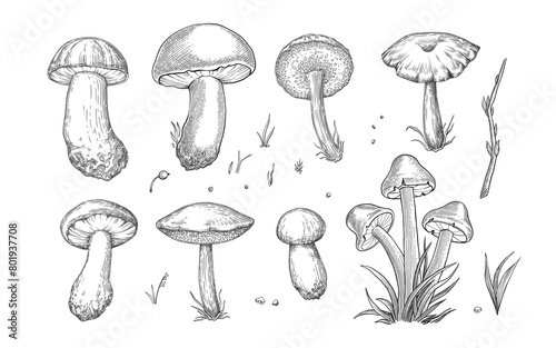 Sketch mushrooms. Hand drawn various edible mushroom morel, truffle, champignon, black and king trumpet, bolete mushroom vintage set. Organic vegetarian product for menu packaging illustration. photo