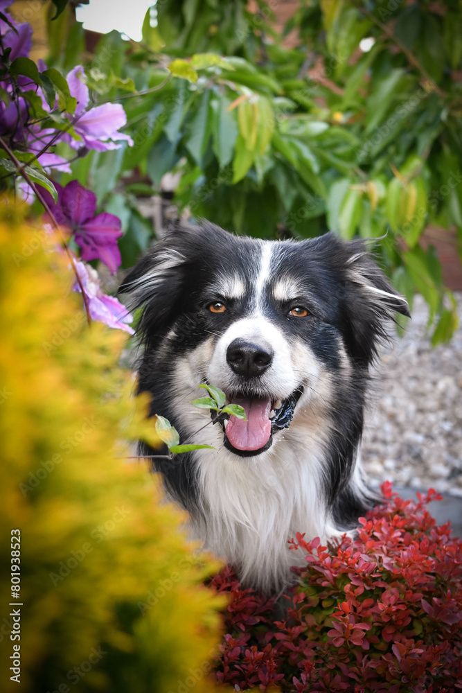 Smiling border collie in flowers. Adult border collie is in flowers in garden. He has so funny face.
Smiling border collie in flowers. Adult border collie is in flowers in garden. He has so funny face.