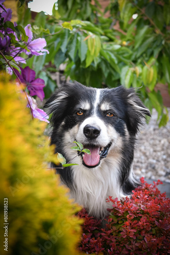 Smiling border collie in flowers. Adult border collie is in flowers in garden. He has so funny face. 