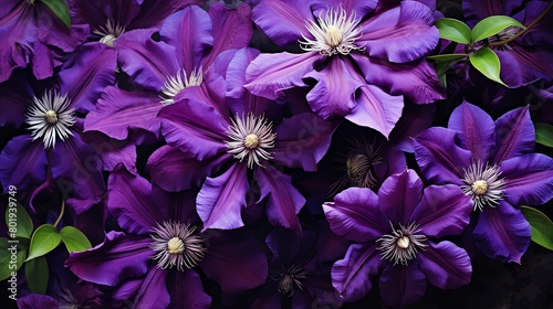 clematis, purple clematis photo
