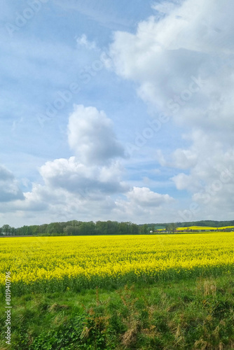 Vibrant Yellow Rapeseed Field under Blue Sky with Fluffy Clouds