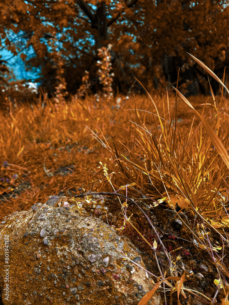 Obraz premium stream in the forest