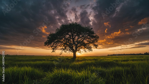A lone oak tree with a lush crown on the field in the rays of the setting sun and light evening fog.