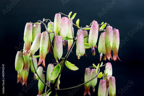 Closeup flowers of cathedral bells flowers. (Bryophyllum pinnatum). A Succulent Plant Species of the Crassulaceae Family in the Order Saxifragales. On Black Background in studio shoot. photo