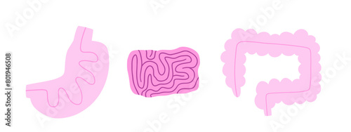 Set of human digestive organs with large intestine, small intestine and stomach. Vector illustration in flat style.