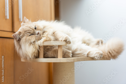 A yellow cute fat british longhair cat lies and sleeps on a wooden cat climbing frame photo