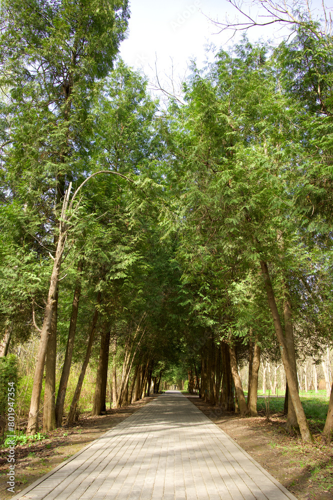 A straight path leading to a forest clearing. The road is through a dense green forest. A straight path leading to a forest clearing. The road is through a dense green forest.