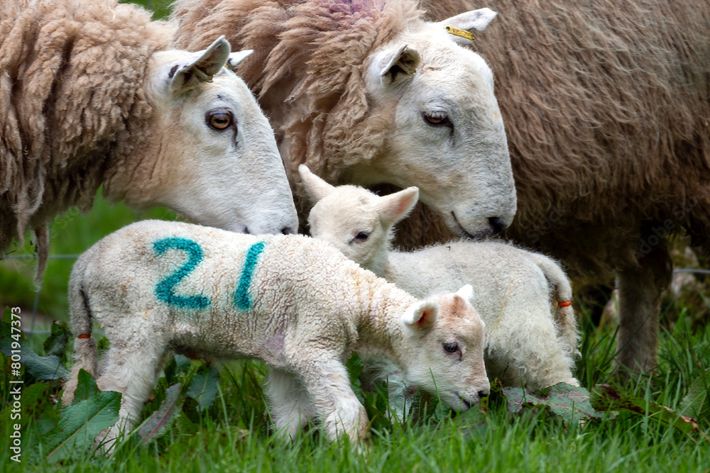 Fototapeta premium Sheep with lamb
