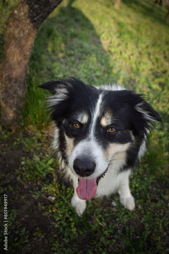 Spring photo of border collie, who is sitting in nature. Flowering trees in the Prague	
