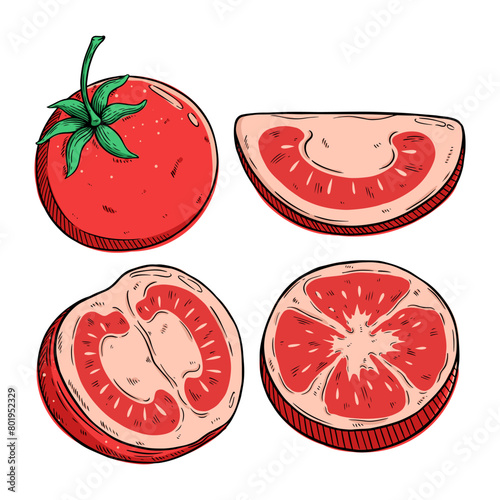 hand draw of tomato vector illustration