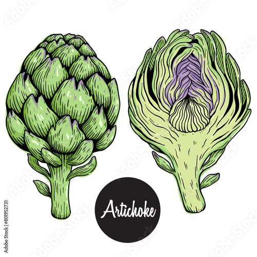 hand draw of artichoke vector illustration