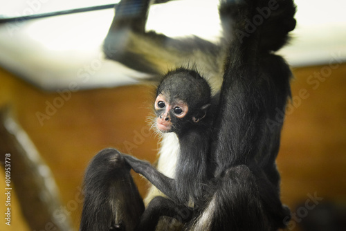 spider monkey (Ateles geoffroyi), also known as the black-handed spider monkey in his zoo habitat	

