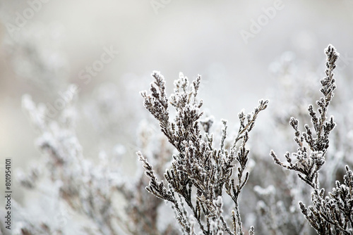 Cold spring (May) morning at marsh in Tammela, Finland. Hoarfrost over heathers. 