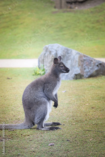 Australian kangaroo is in the zoo habitat near to the fence. They have beautiful place for living. © doda