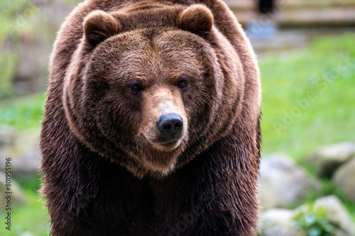 Portrait of a brown bear (Ursus arctos) © Andreas