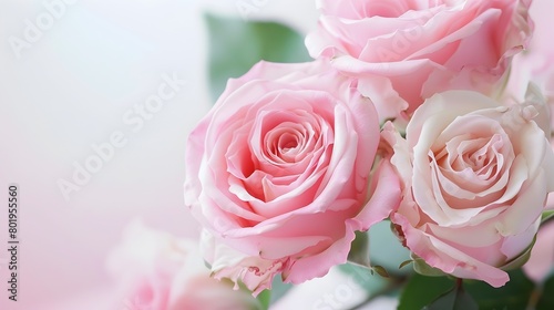 Blooming Pink Rose Flower Botanical Composition with Vibrant Green Leaves on White Background
