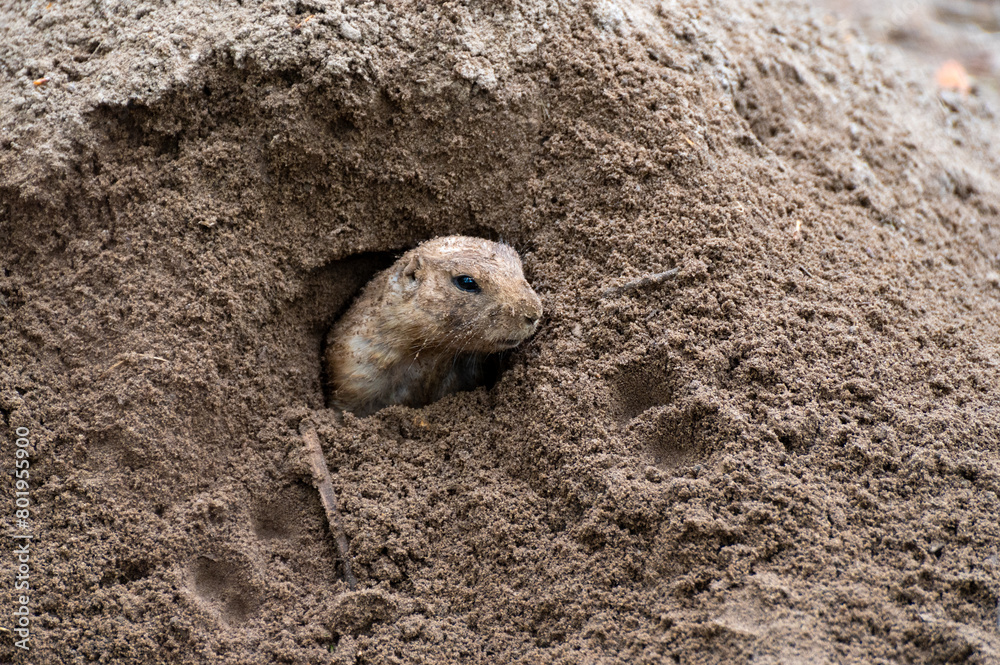 Black-tailed prairie dog looks out of his den Black-tailed prairie dog looks out of his den