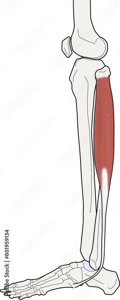 장비골근 근육 라인 일러스트 장비골근 근육 라인 일러스트