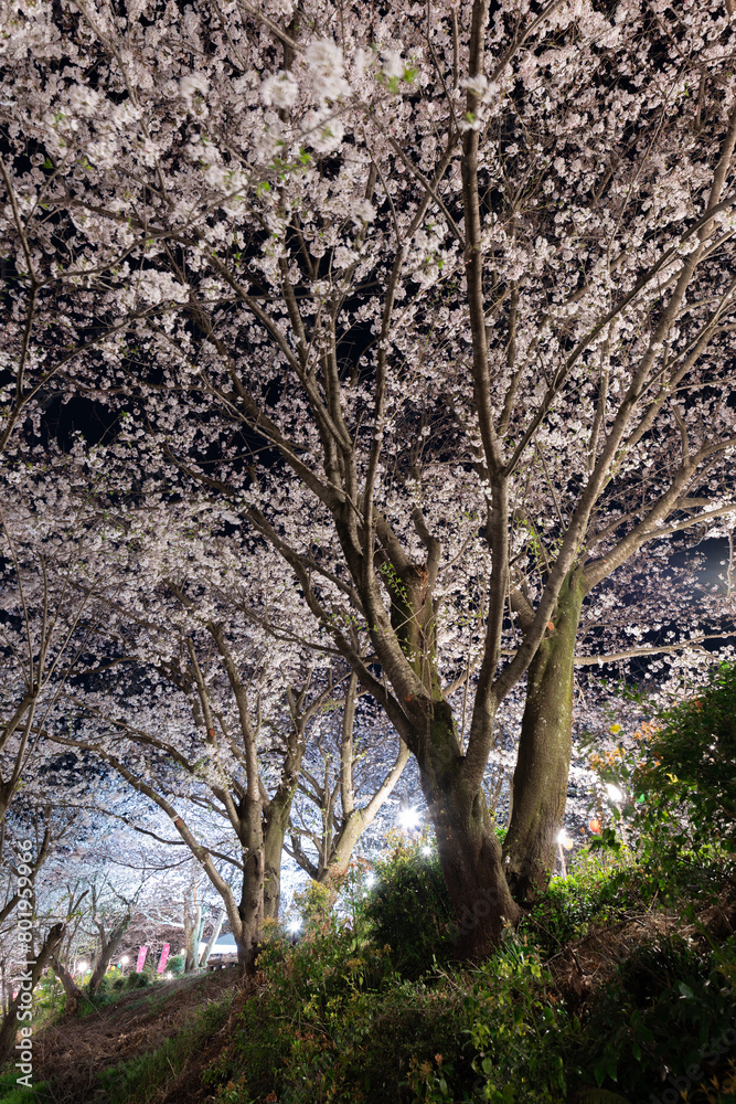 ライトアップされた満開の桜 ライトアップされた満開の桜