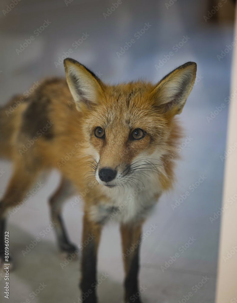 Fototapeta premium red fox vulpes