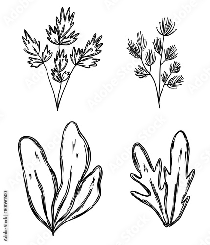 Set with salat and arugula in hand drawn sketch style