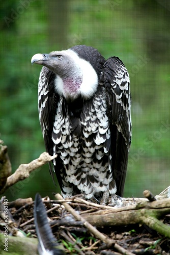 Rueppells Griffon Vulture, Linton Zoo, Linton Cambridgeshire, UK photo