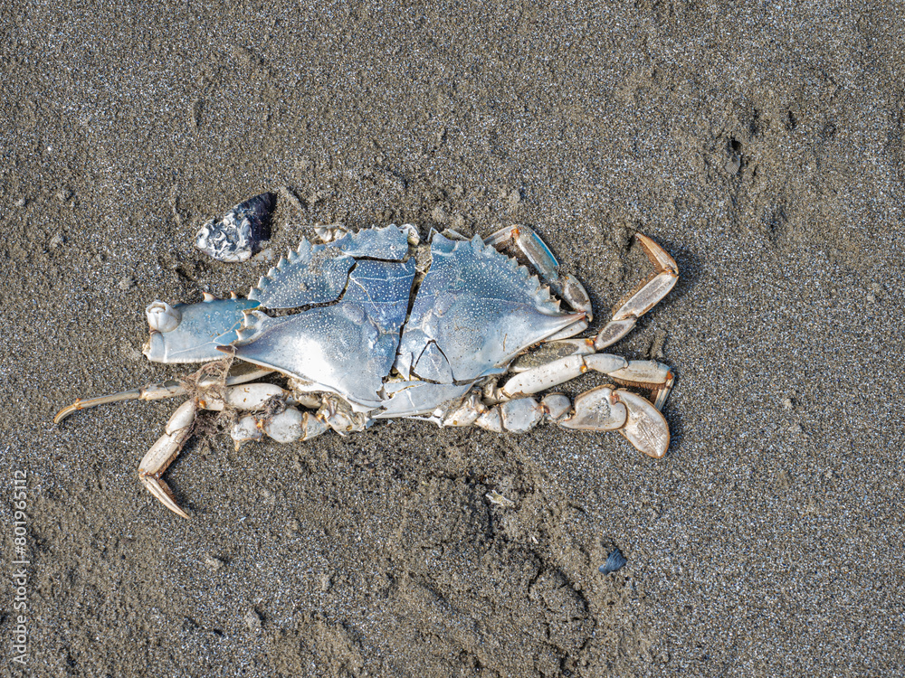 Granchio blu morto sulla spiaggia di Cesenatico in Italia. Il suo nome scientifico è Callinectes sapidus. Granchio blu morto sulla spiaggia di Cesenatico in Italia. Il suo nome scientifico è Callinectes sapidus.