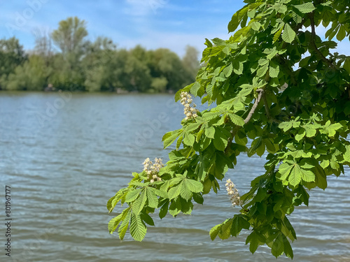 
Branch of a horse chestnut tree overhanging the water
 photo