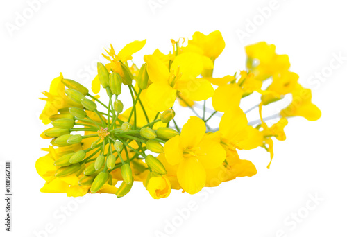 A close-up of bright yellow canola flowers, showcasing their delicate petals and green stems, isolated on a white background. PNG