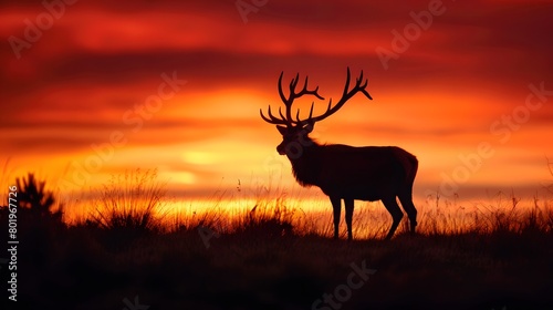A noble stag with a magnificent antler crown stands silhouetted against the fiery colors of an autumn sunset.4k wallpaper © Pervaiz