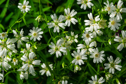 Stellaria holostea. delicate forest flowers of the chickweed, Stellaria holostea or Echte Sternmiere. floral background. white flowers on a natural green background. flowers in the spring forest photo