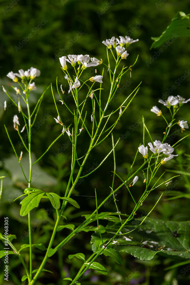 Cardamine amara, known as large bitter-cress. Spring forest. floral background of a blooming plant Cardamine amara, known as large bitter-cress. Spring forest. floral background of a blooming plant