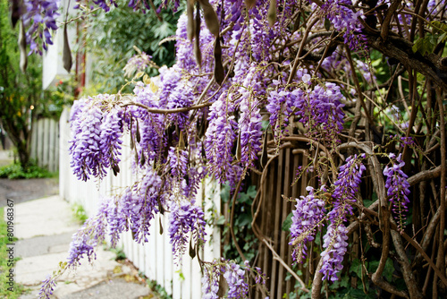 Wisteria and White Picket Fence in Neighborhood