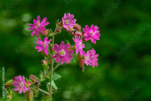 Silene dioica Melandrium rubrum, known as red campion and red catchfly, is a herbaceous flowering plant in the family Caryophyllaceae. Red campion