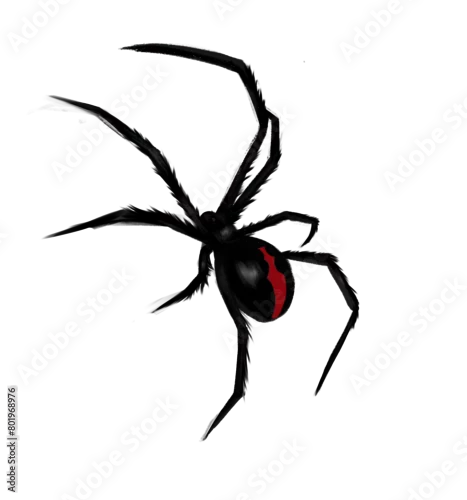 Fototapeta na wymiar spider isolated on transparent  white background
