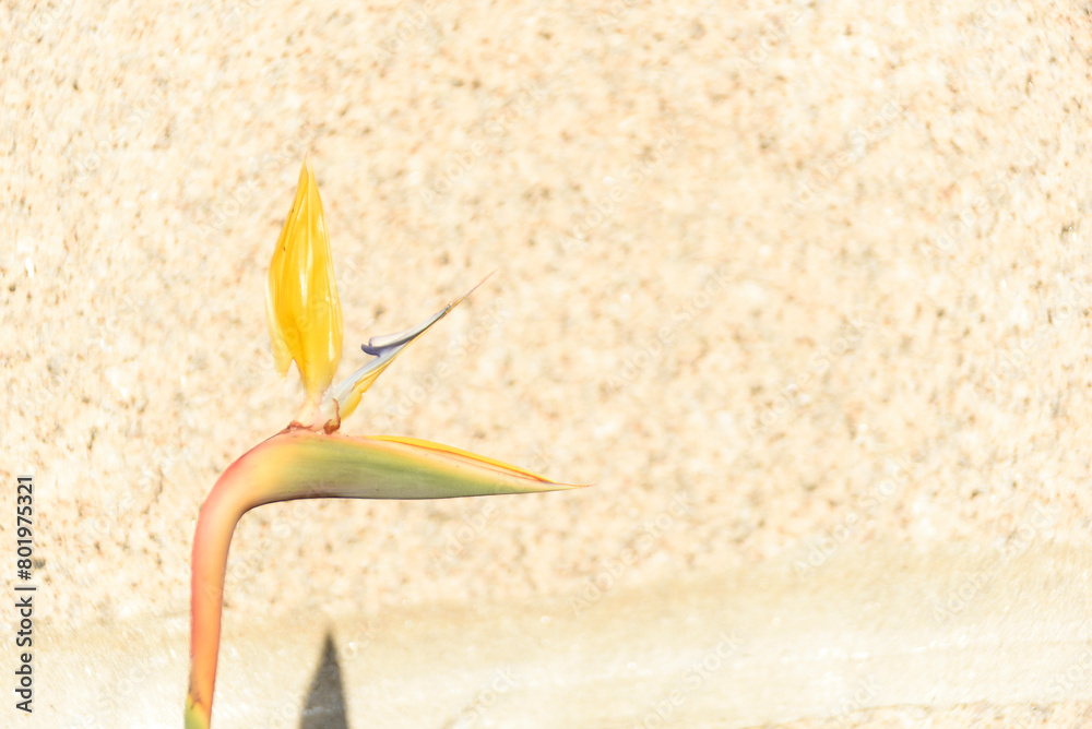bird of paradise flower blurred background bird of paradise flower blurred background