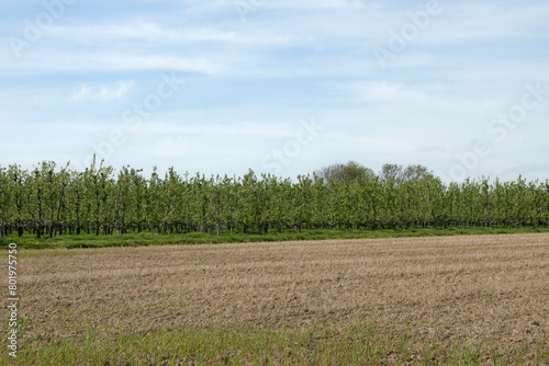 Apple trees and plowed field in the foreground
