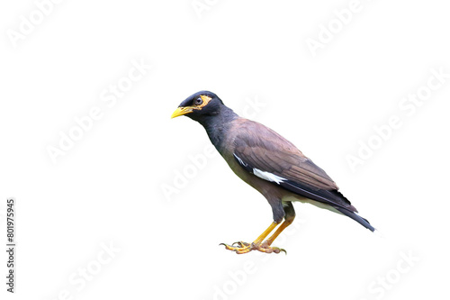 Beautiful Common Myna isolated on transparent background png file