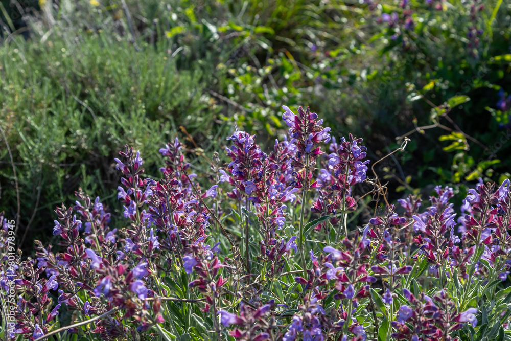 Salvia officinalis, the common sage or sage, is a perennial, evergreen subshrub, with woody stems, grayish leaves, and blue to purplish flowers.
