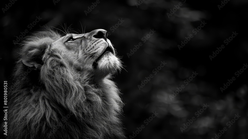 Naklejka premium A black-and-white image of a lion's face gazing upward, mouth agape, eyes fully open