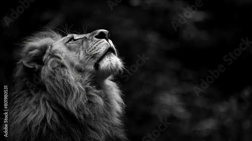   A black-and-white image of a lion s face gazing upward  mouth agape  eyes fully open